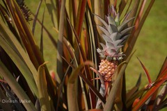 Ananas bracteatus